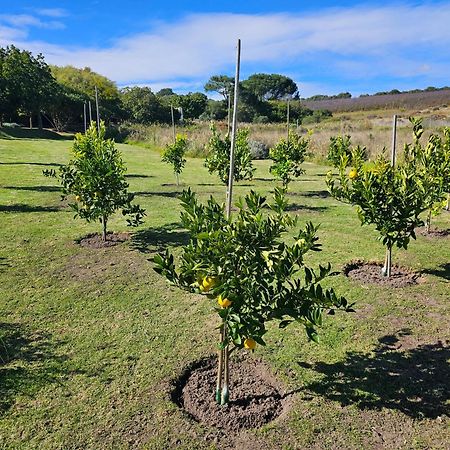 Die Heerenhuys Guest Suites Stellenbosch Dış mekan fotoğraf