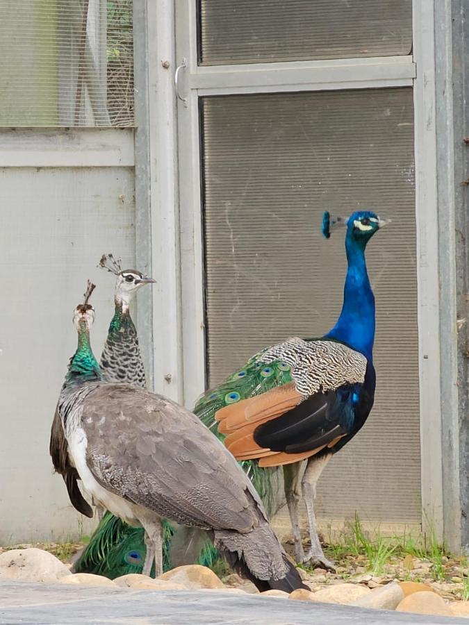 Die Heerenhuys Guest Suites Stellenbosch Dış mekan fotoğraf