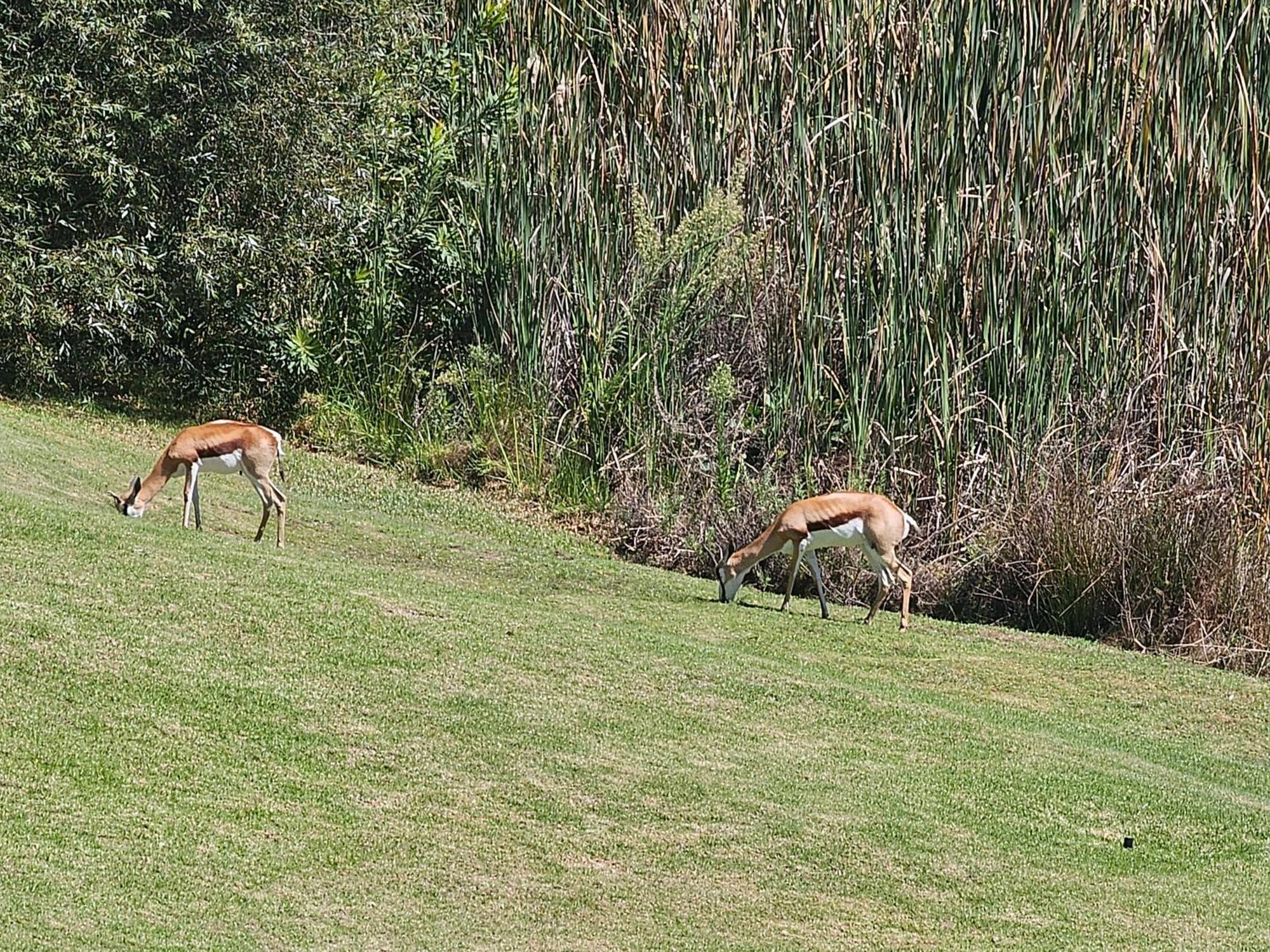 Die Heerenhuys Guest Suites Stellenbosch Dış mekan fotoğraf